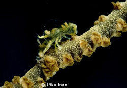 It looks like a whip coral partner shrimp. Phota was take... by Utku Inan 